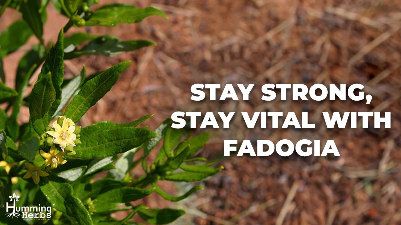 Discover the Best Fadogia Agrestis Supplements for Vitality