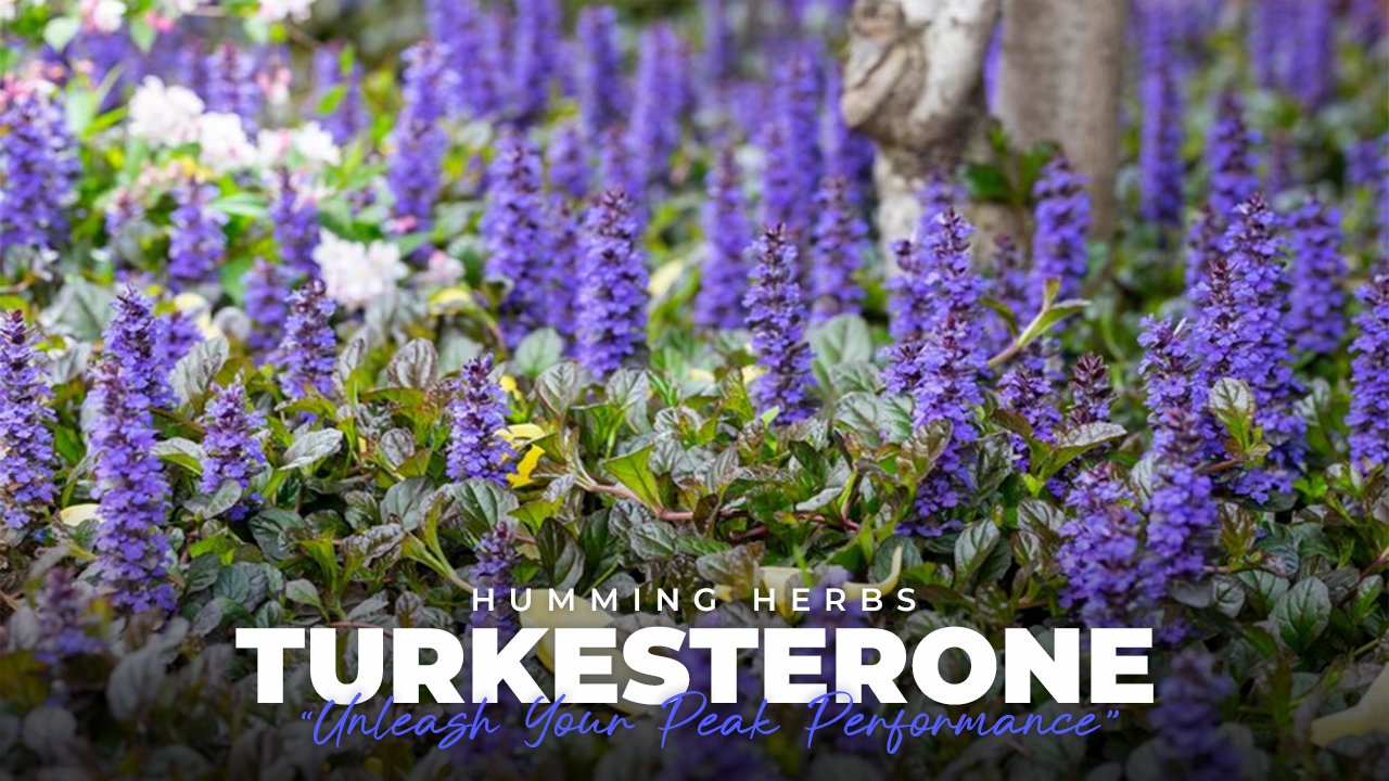 Discover the Best Turkesterone Supplement for Muscle Growth