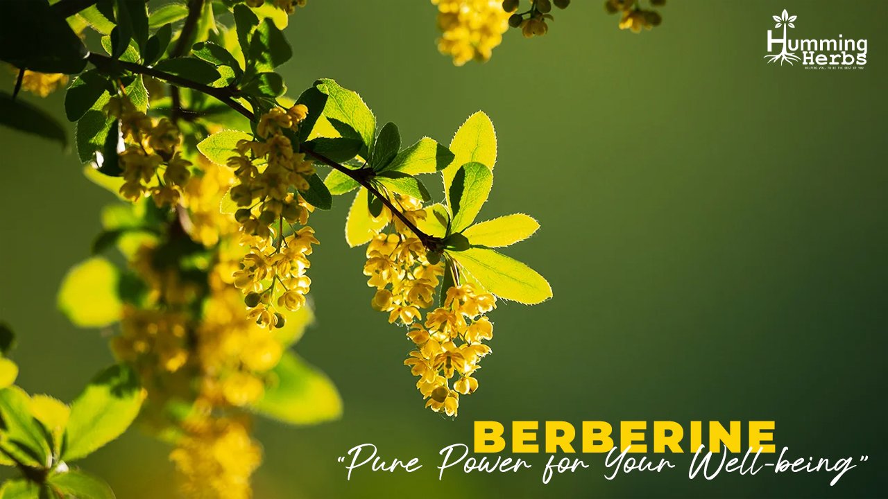 Humming Herbs Berberine Supplements