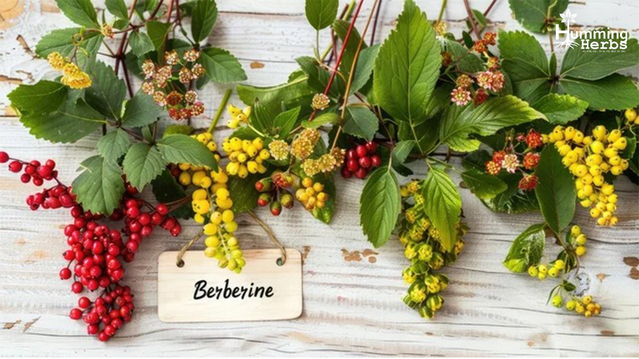 Humming-Herbs-Berberine